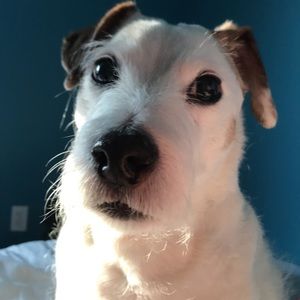 just blessing your day with my dog